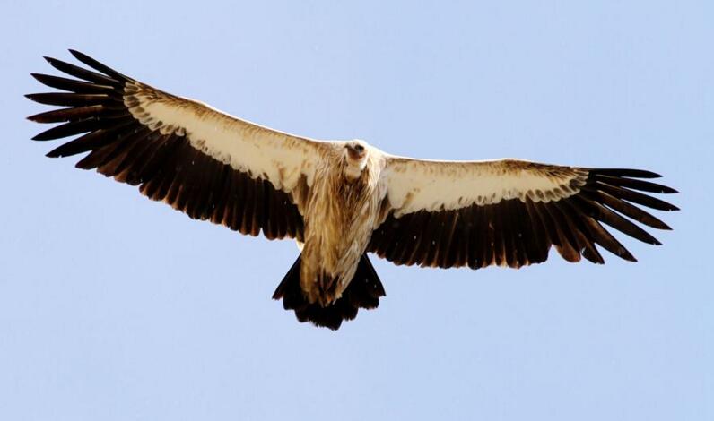 点击大图看下一张：高原秃鹫图片