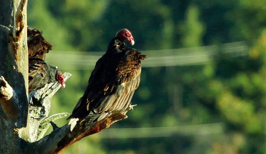 点击大图看下一张：红顶秃鹫图片