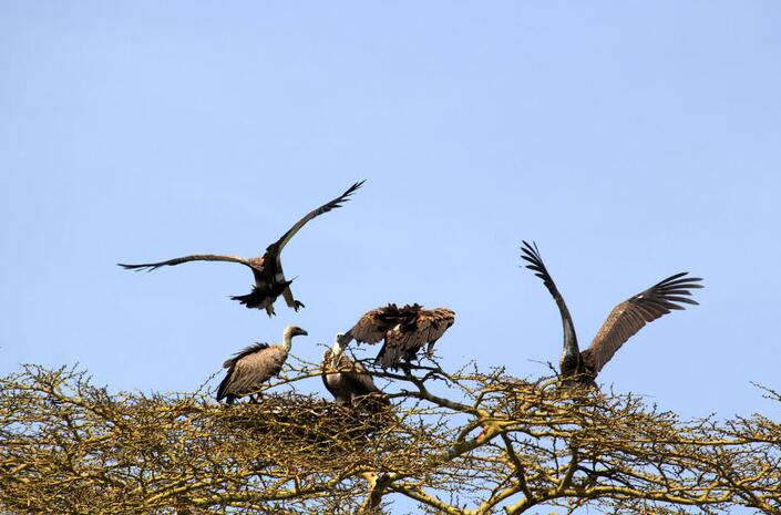 点击大图看下一张：坦桑尼亚掠影秃鹫