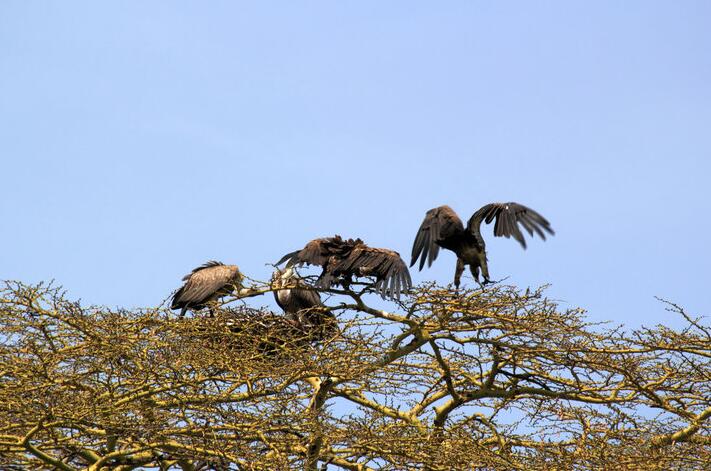 点击大图看下一张：坦桑尼亚掠影秃鹫