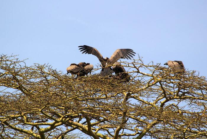 点击大图看下一张：坦桑尼亚掠影秃鹫