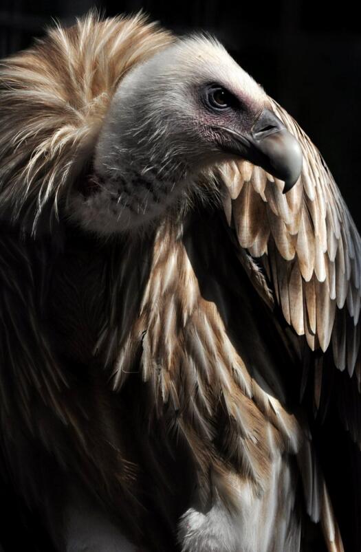 点击大图看下一张：秃鹫觅食时很有耐心