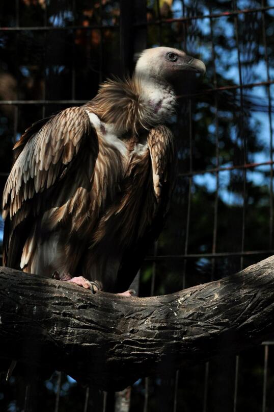 点击大图看下一张：秃鹫觅食时很有耐心