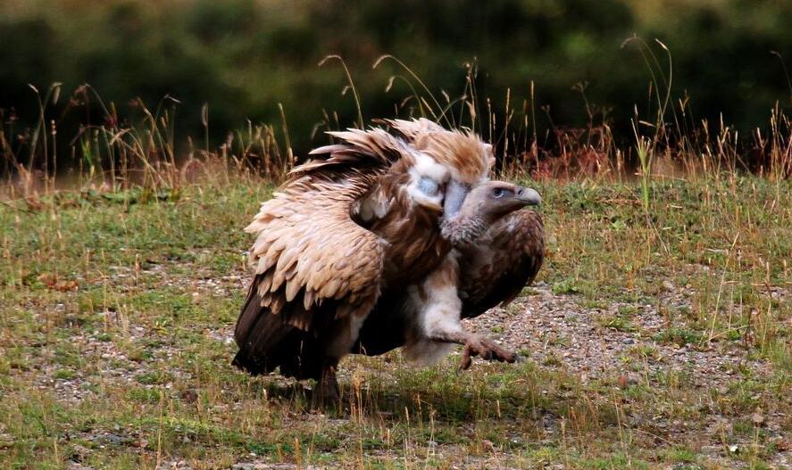点击大图看下一张：秃鹫是高原上的清道夫