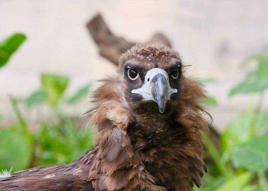 点击大图看下一张：一组秃鹫图片