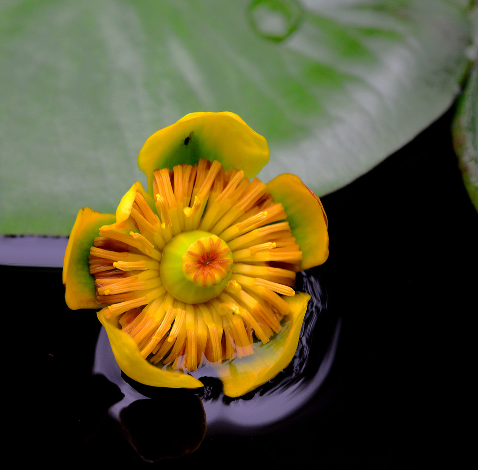 点击大图看下一张：多年生草本黄金莲