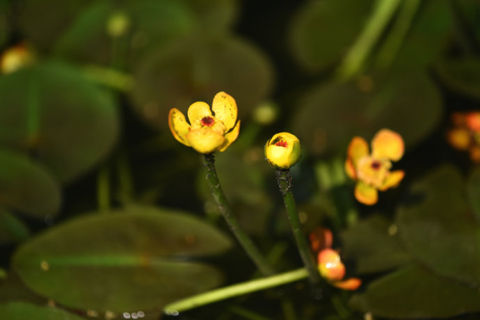 点击大图看下一张：黄金莲百花争妍