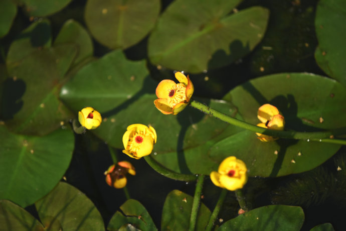 点击大图看下一张:黄金莲百花争妍