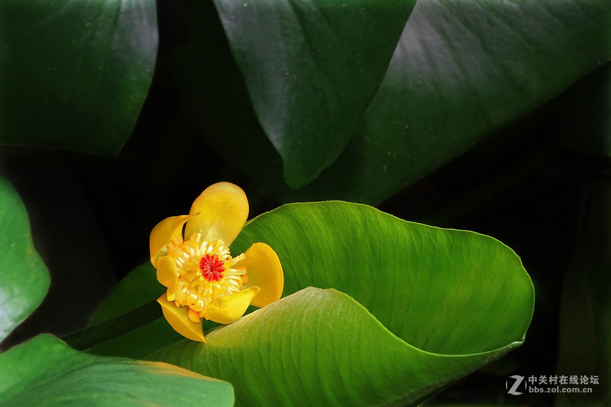 点击大图看下一张：黄金莲与生俱来美