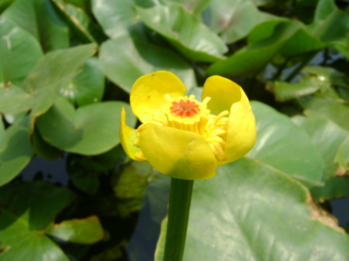 点击大图看下一张：武汉植物园黄金莲