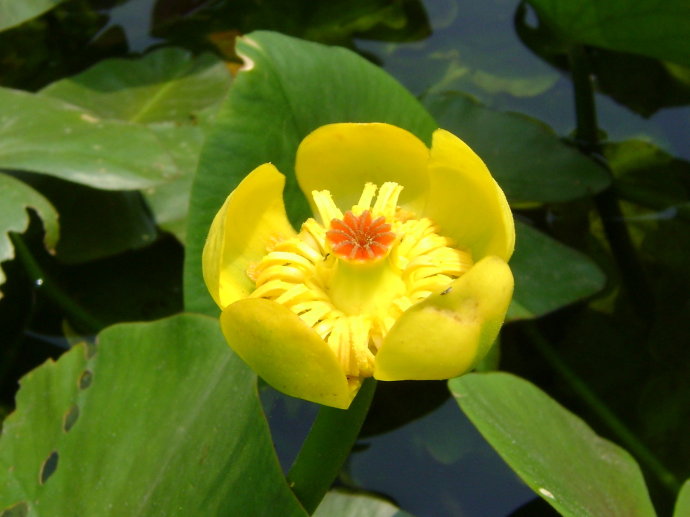 点击大图看下一张：武汉植物园黄金莲