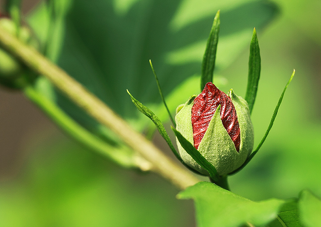 点击大图看下一张：加拿大木槿花