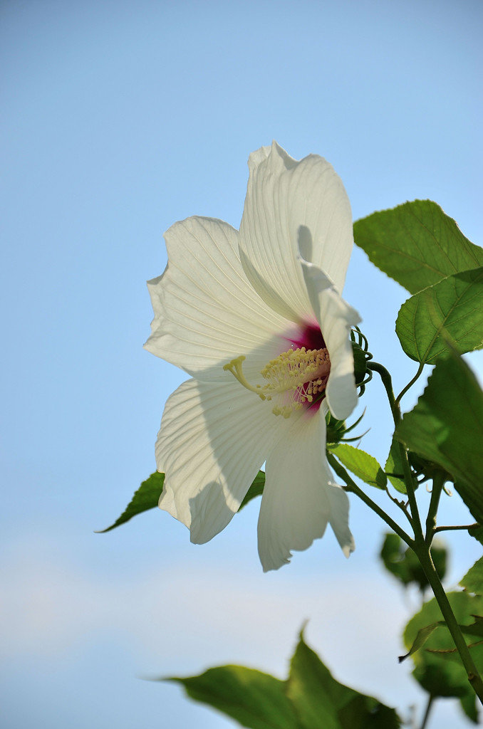 点击大图看下一张：蓝天下的木槿花