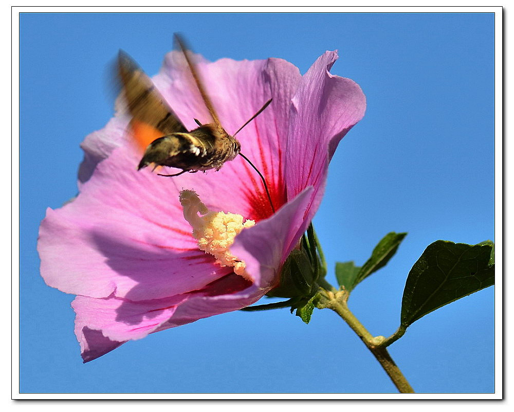 点击大图看下一张：天蛾与木槿花