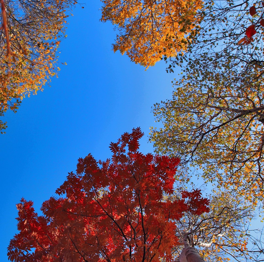 点击大图看下一张：白桦林的多彩之秋