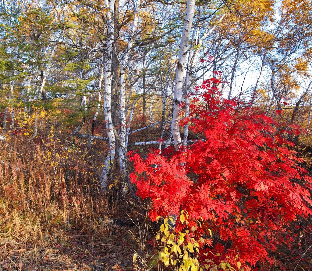 点击大图看下一张：白桦林的多彩之秋