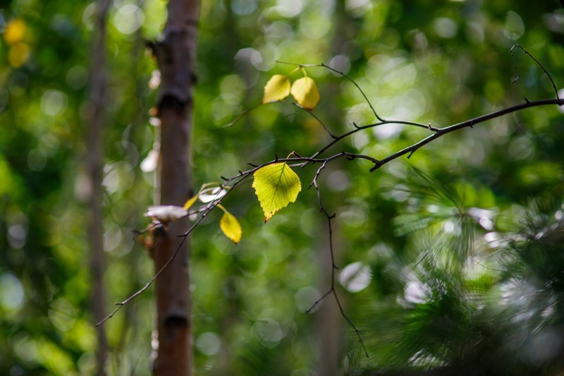 点击大图看下一张：初秋的白桦林