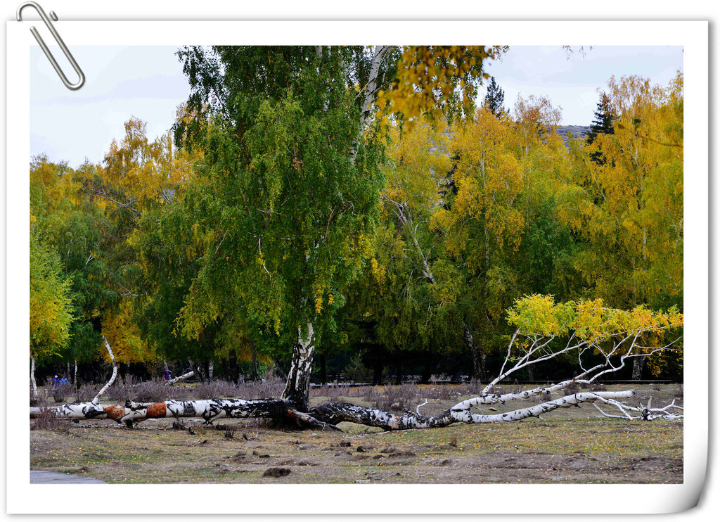 点击大图看下一张：静静的白桦林