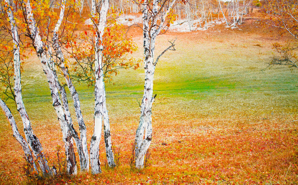 点击大图看下一张：迷失在坝上金秋中的白桦林