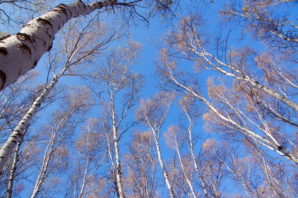 点击大图看下一张：乌兰布统游记之白桦林