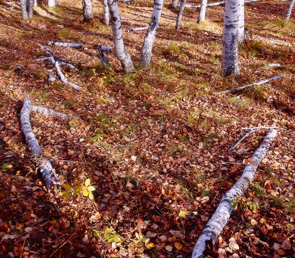 点击大图看下一张：乌兰布统游记之白桦林