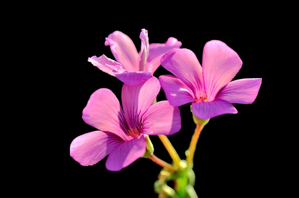 点击大图看下一张:几片红花酢浆草