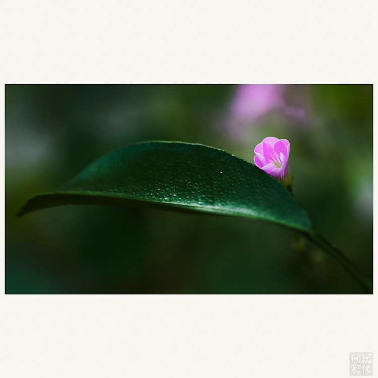 点击大图看下一张：倾诉红花酢浆草