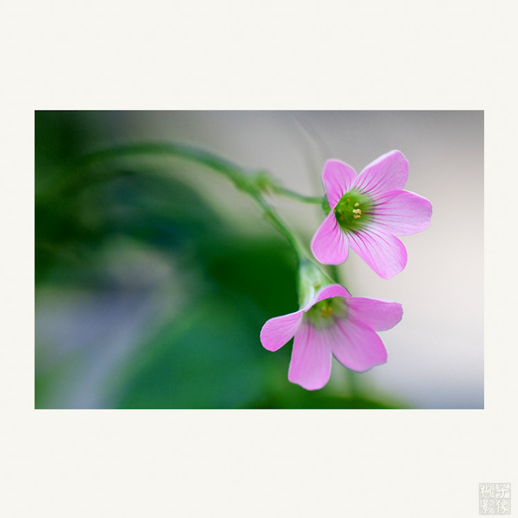 点击大图看下一张：倾诉红花酢浆草