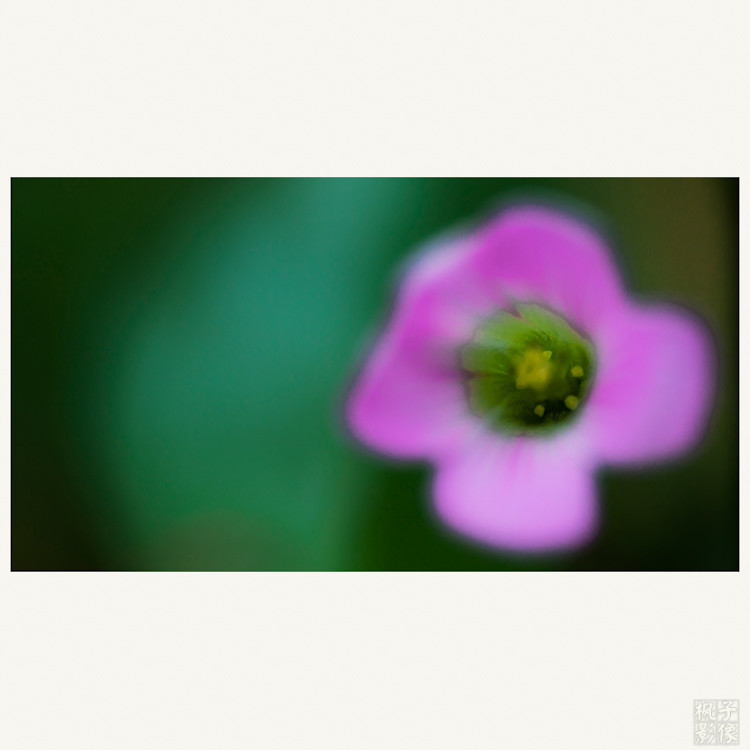 点击大图看下一张：倾诉红花酢浆草