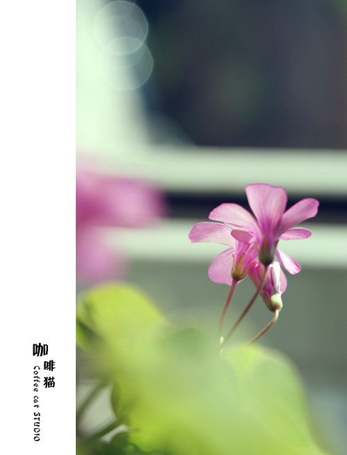 点击大图看下一张：清新红花酢浆草