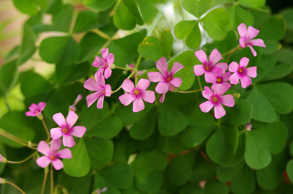 点击大图看下一张：药用植物红花酢浆草