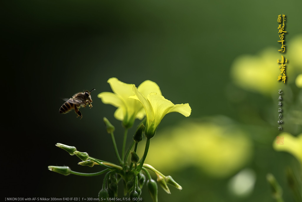点击大图看下一张：酢浆草和小蜜蜂