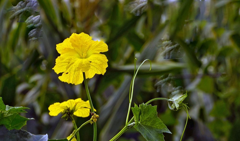点击大图看下一张：静静的丝瓜花