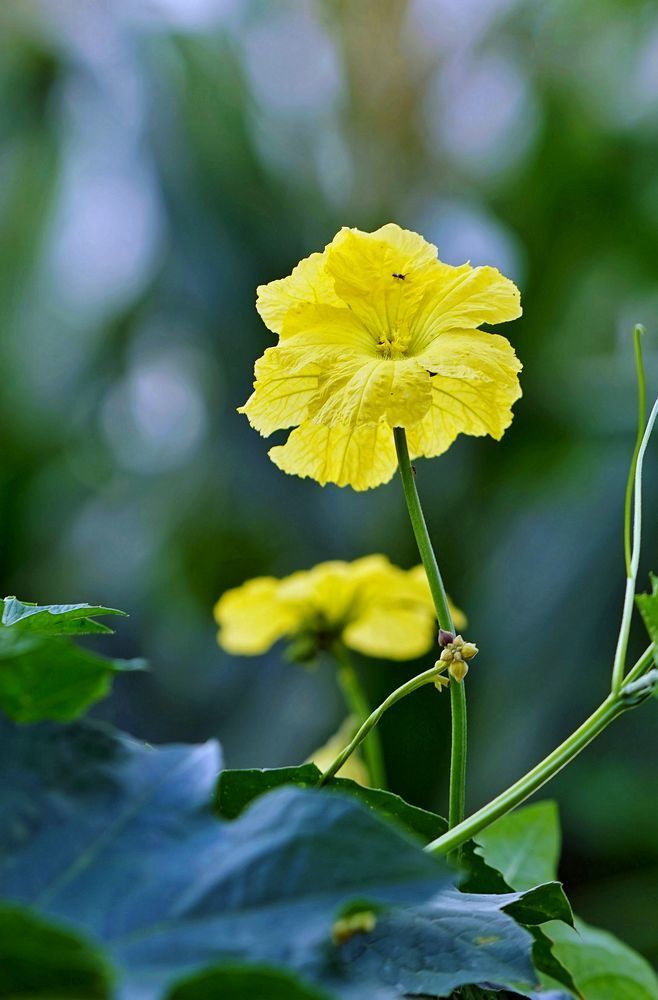 点击大图看下一张：静静的丝瓜花