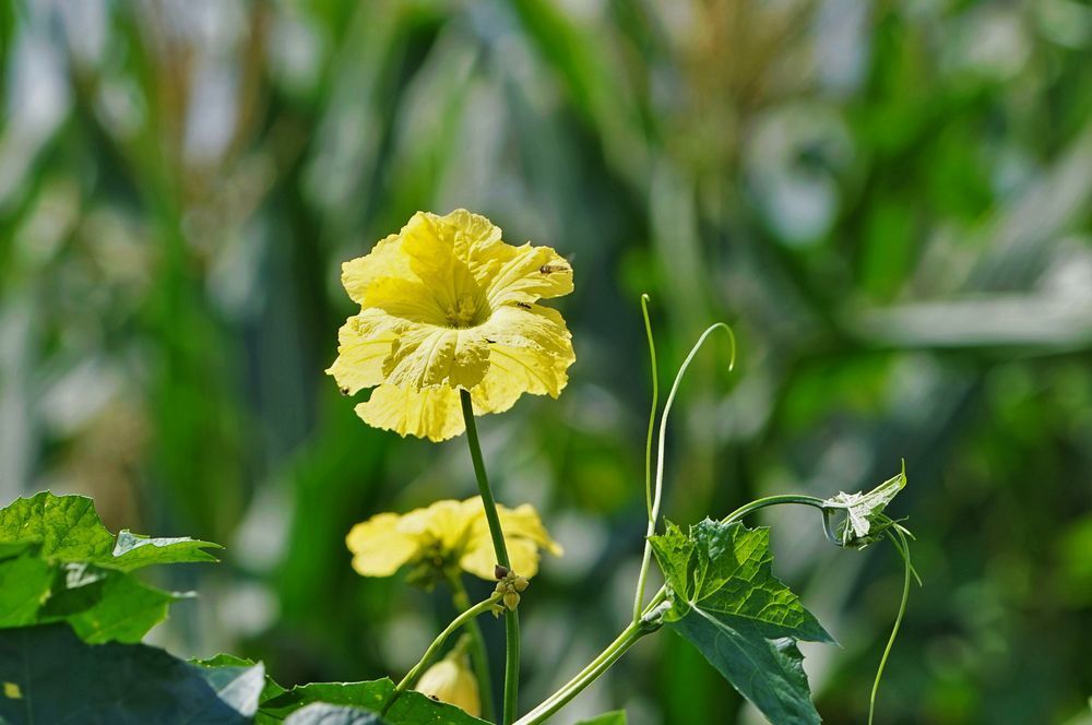 点击大图看下一张：静静的丝瓜花