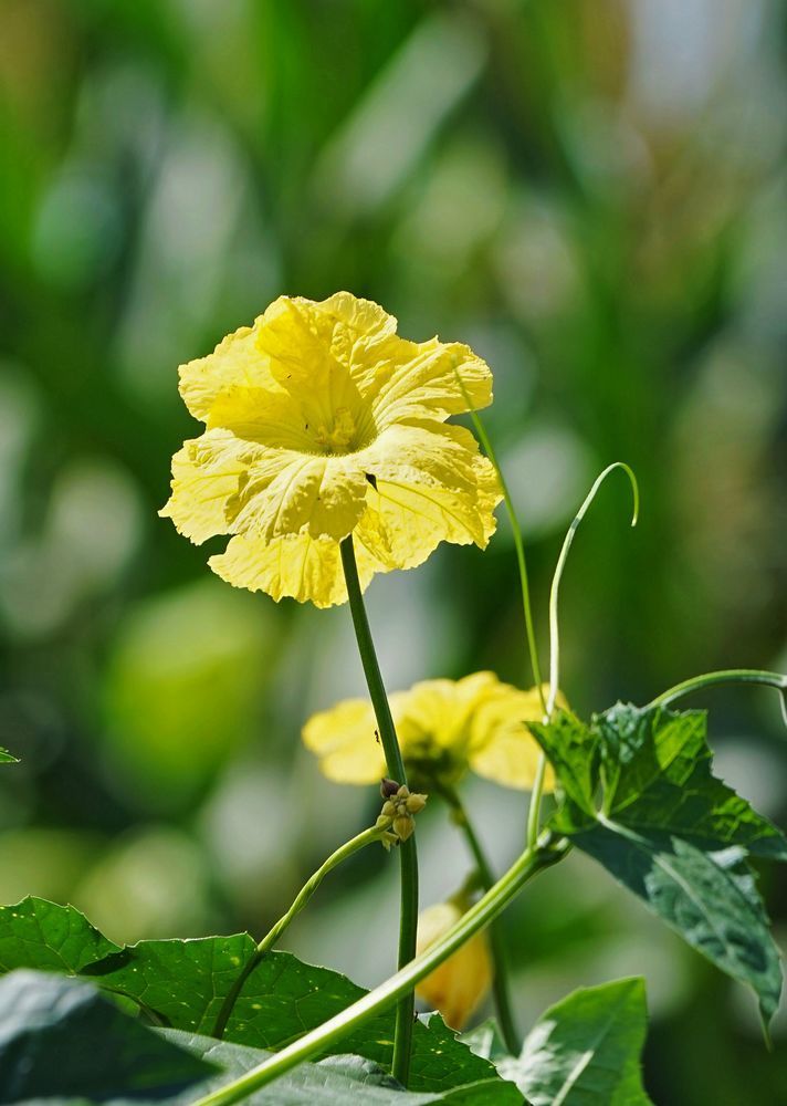 点击大图看下一张：静静的丝瓜花
