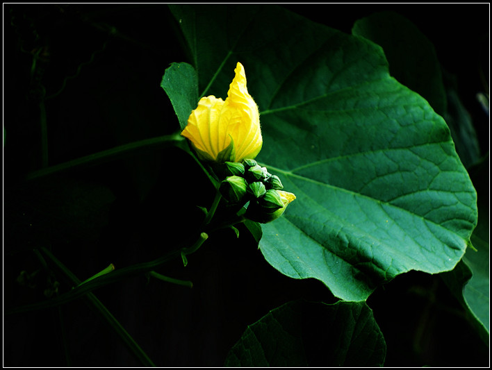 点击大图看下一张：美丽的丝瓜花