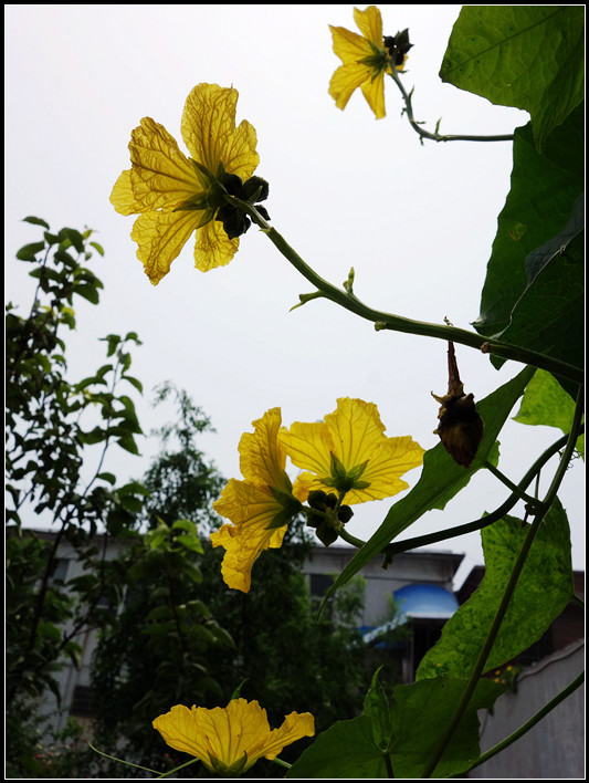 点击大图看下一张：美丽的丝瓜花