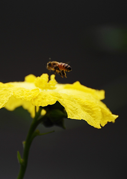 点击大图看下一张：蜜蜂和丝瓜花的舞蹈