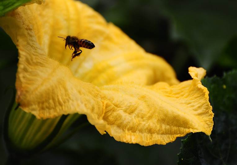 点击大图看下一张：蜜蜂和丝瓜花的舞蹈