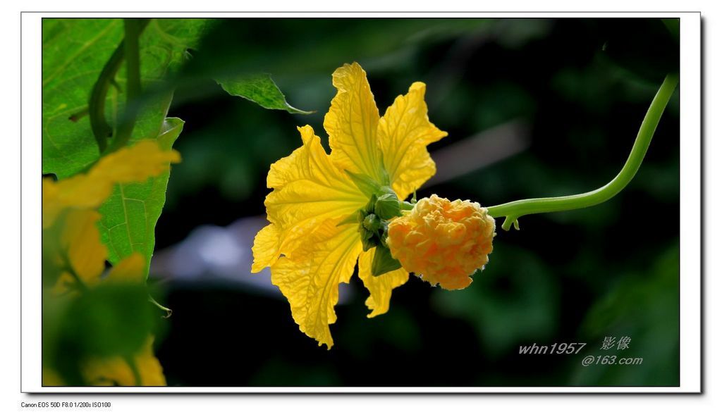 点击大图看下一张：千奇百态丝瓜花