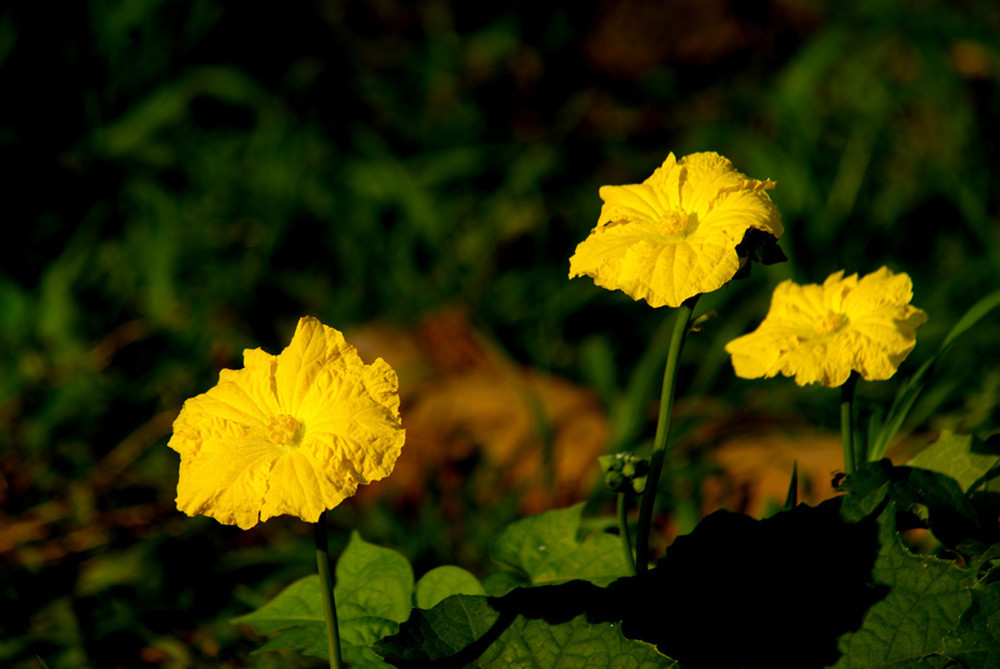 点击大图看下一张:雨露丝瓜花一组