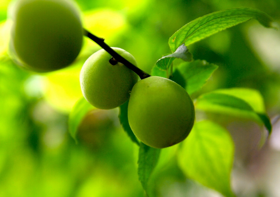 点击大图看下一张：青梅入梦味成诗