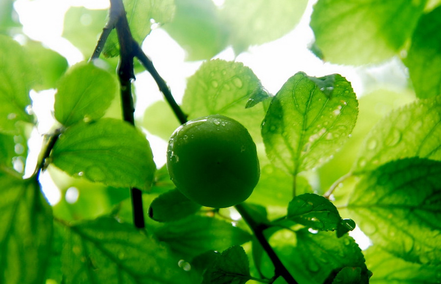 点击大图看下一张：青梅入梦味成诗