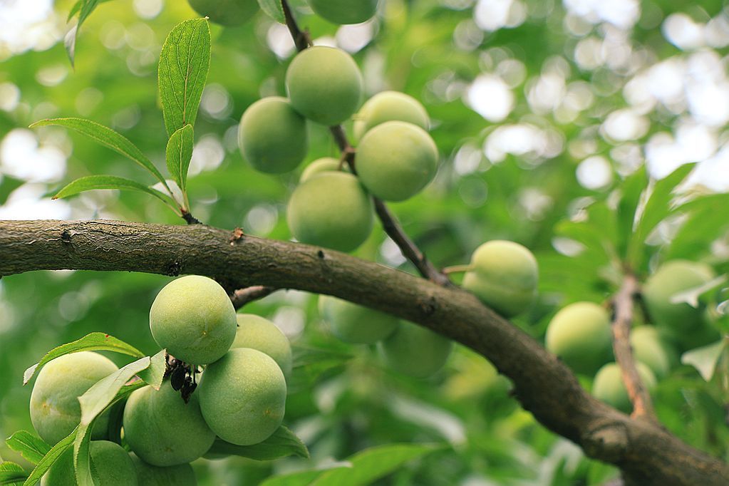 点击大图看下一张：青梅已经熟了