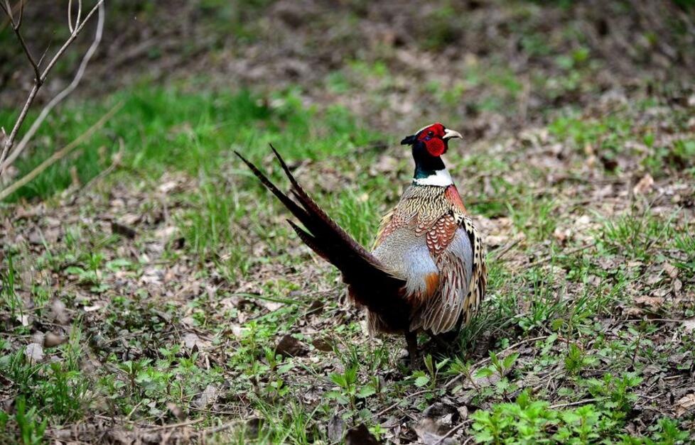 点击大图看下一张：白颈长耳雉鸡