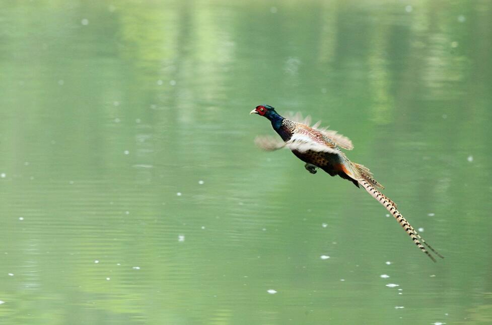 点击大图看下一张：羽色华丽的雉鸡