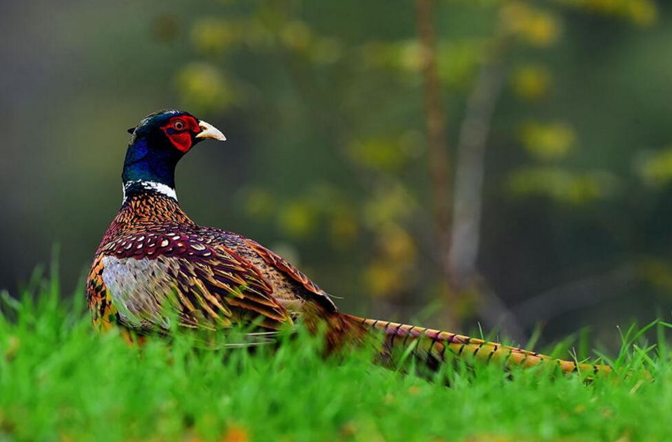 点击大图看下一张:长着漂亮羽毛的雉鸡