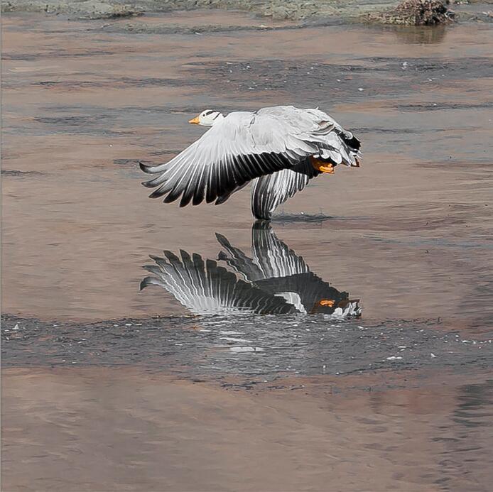 点击大图看下一张：大美阿里斑头雁