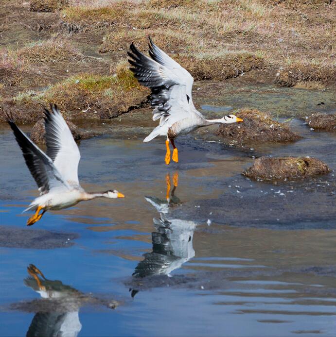 点击大图看下一张：大美阿里斑头雁